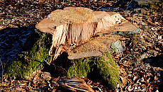 Tysiące drzew oznaczonych do wycinki. Czy znikną przydrożne aleje? Tysiące drzew oznaczonych do wycinki. Czy znikną przydrożne aleje?